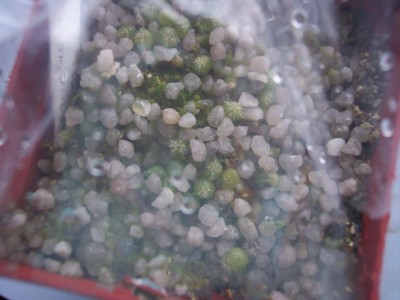 Echinopsis Hybride Fluffy Ruffles X Nollers Hybride.jpg