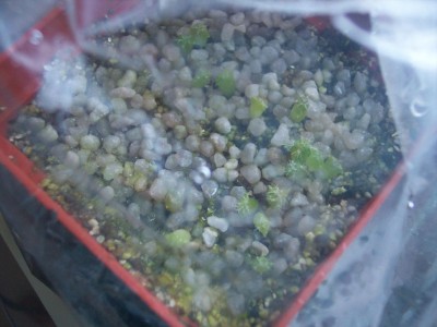 Cleistocactus baumannii.jpg