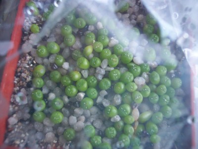 Astrophytum asterias cv. superkabuto.jpg