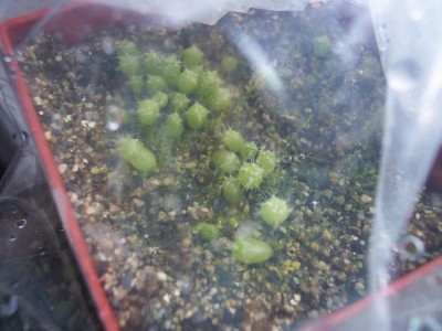 Pseudolobivia mamillosa var. kermesina.jpg