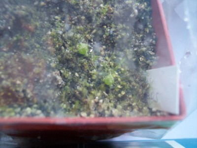 Melocactus conoideus.jpg