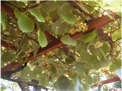 Kiwi5.JPG