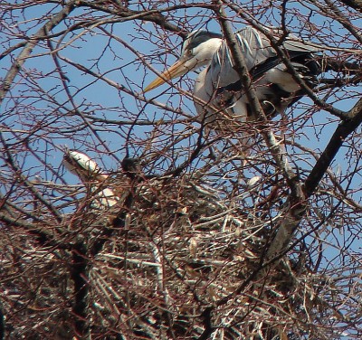 19.03.2009 hausbau erledigt.jpg