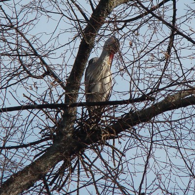 19.03.2009 der muss noch bisschen was tun1.jpg