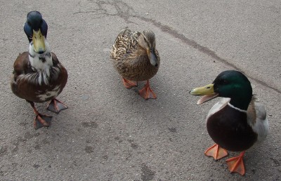 19.03.2009 noch nicht entschieden.jpg