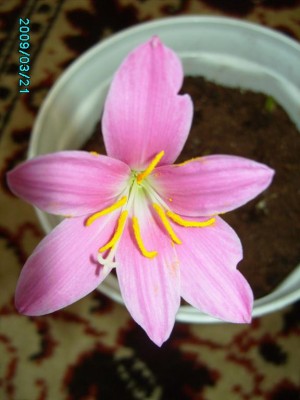 PICT0602.JPG