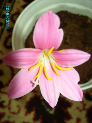PICT0601.JPG