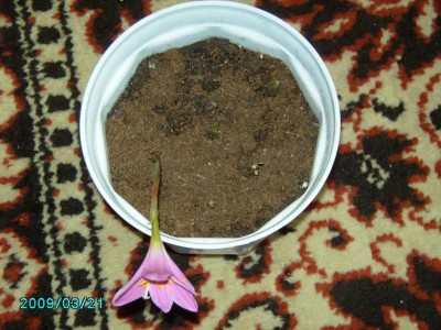 PICT0597.JPG