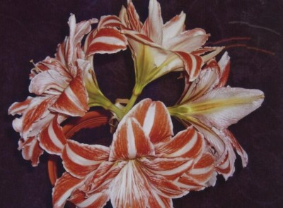 DQ 003 Amaryllis.JPG