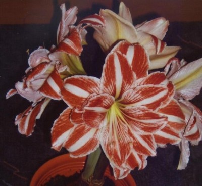 DQ 002 Amaryllis.JPG