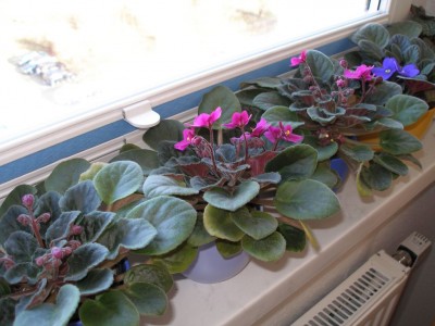 Umsambaraveilchenfenster.jpg
