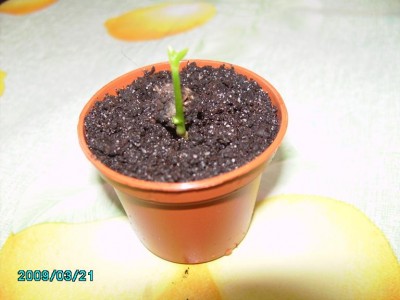 PICT0595.JPG