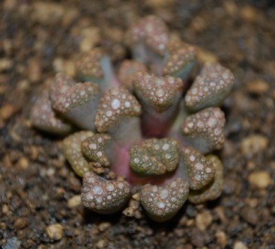 titanopsis_hugo_schlechteri.jpg