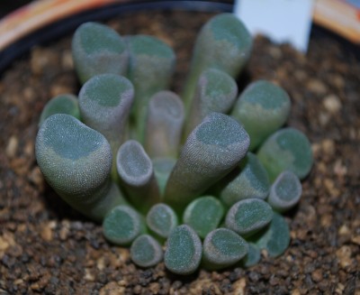 fritia_pulchra_getopft.jpg