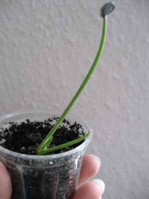 agave parryii.jpg