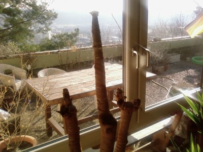 SP_A0090.jpg