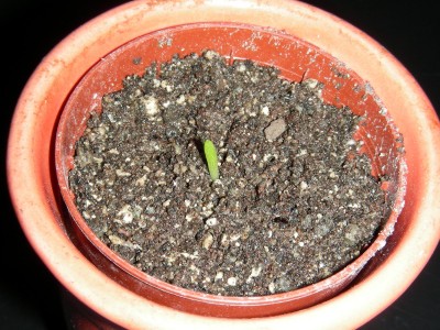 dscn9112_1.jpg