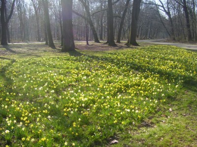 Stadtwald 002m.jpg