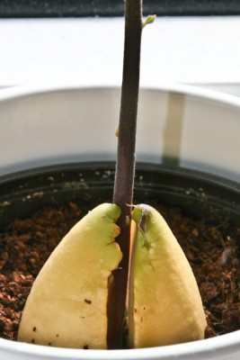 Avocado.jpg
