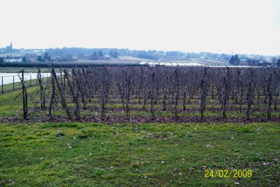 Apfel 4.jpg