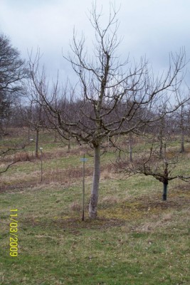 Obstbäume 017.jpg