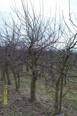 Obstbäume 009.jpg