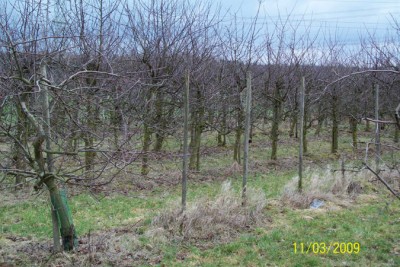 Obstbäume 007.jpg