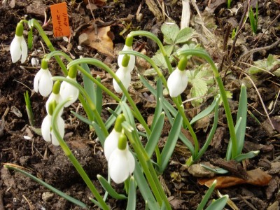 Schneeglöckchen.JPG