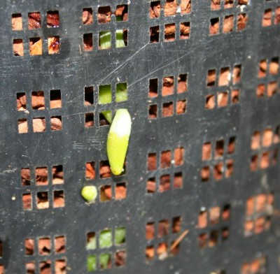 Phal Wurzel 2.JPG