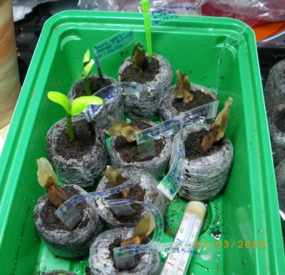 Plumis 21.03.2009 1.jpg