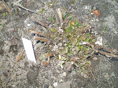 Verbena officinalis.JPG