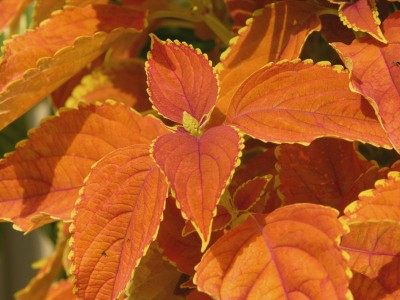 orange coleus.jpg