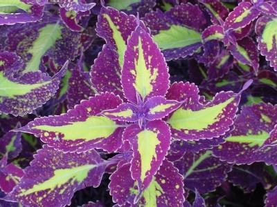 coleus11.jpg