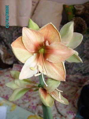 PICT0623.JPG