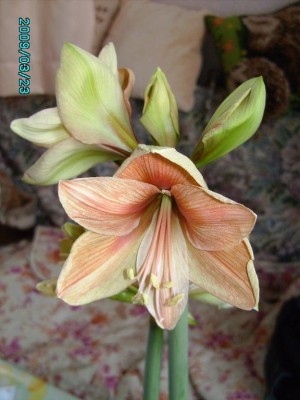 PICT0624.JPG