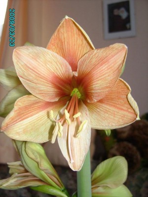 PICT0626.JPG