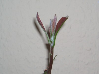 was keimt bei mir 23.03.09 017.jpg