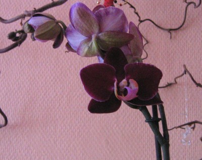 Blumen im März 019.jpg