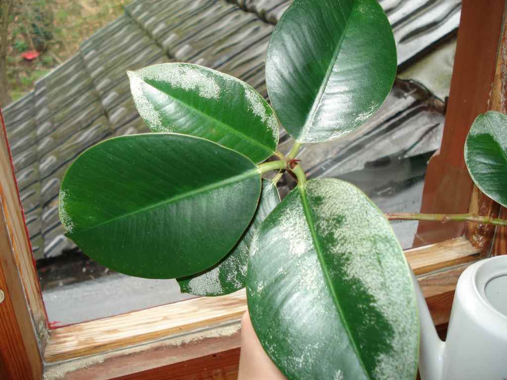 monstera deliciosa mexico Monstera Deliciosa: Popular Live Plant - (6” Pot) – Easy Plant Care - Low  Maintenance House Plant for Home main image 1