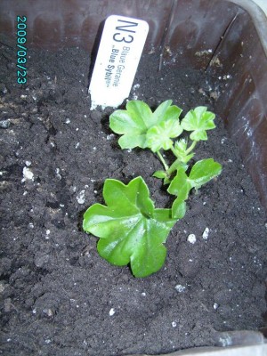 PICT0628.JPG