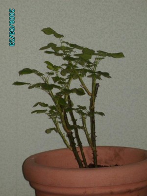 PICT0636.JPG