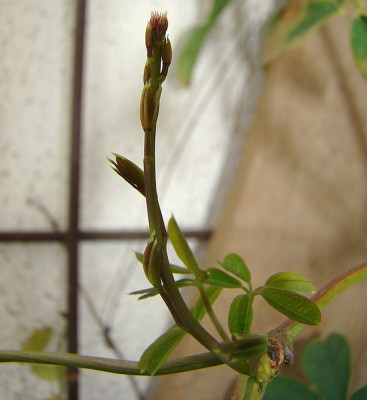 23.03.2009 005.jpg