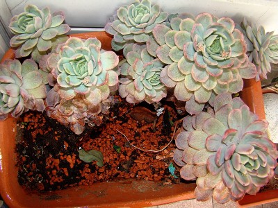 23.03.2009 echeverie.jpg