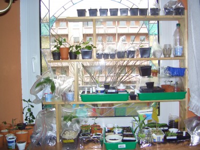 was keimt bei mir 23.03.09 023.jpg