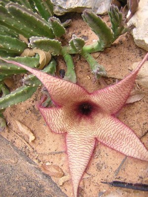 Stapelia mit Blüte.jpg