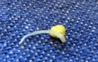 aji_white_wax.jpg