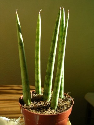 Sansevieria cylindrica.jpg