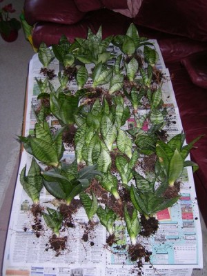 Sansevieria-Umtopfen.jpg