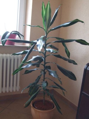 DSCF1544.jpg
