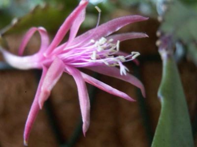 Epi rosa schmale Blüte.jpg